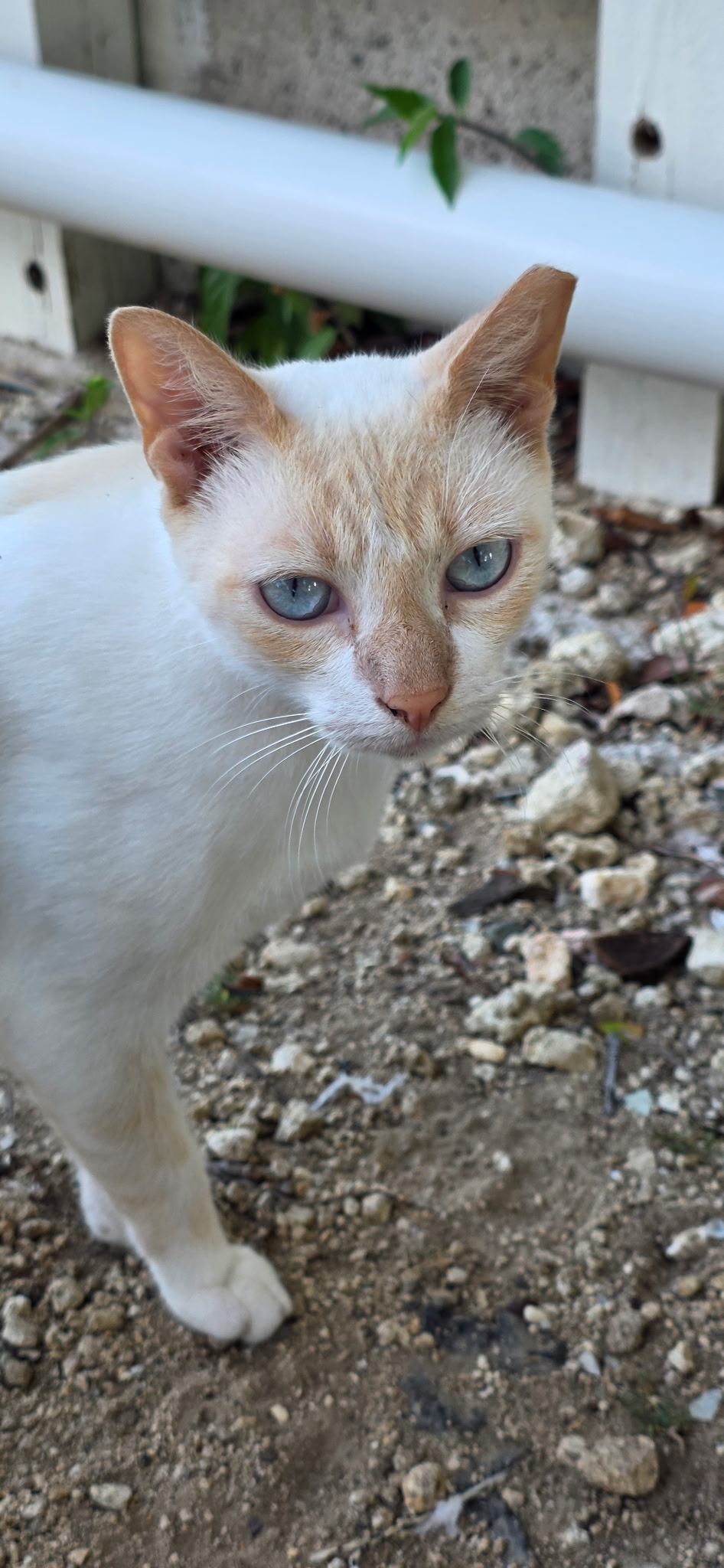 Community cat living safely outdoors