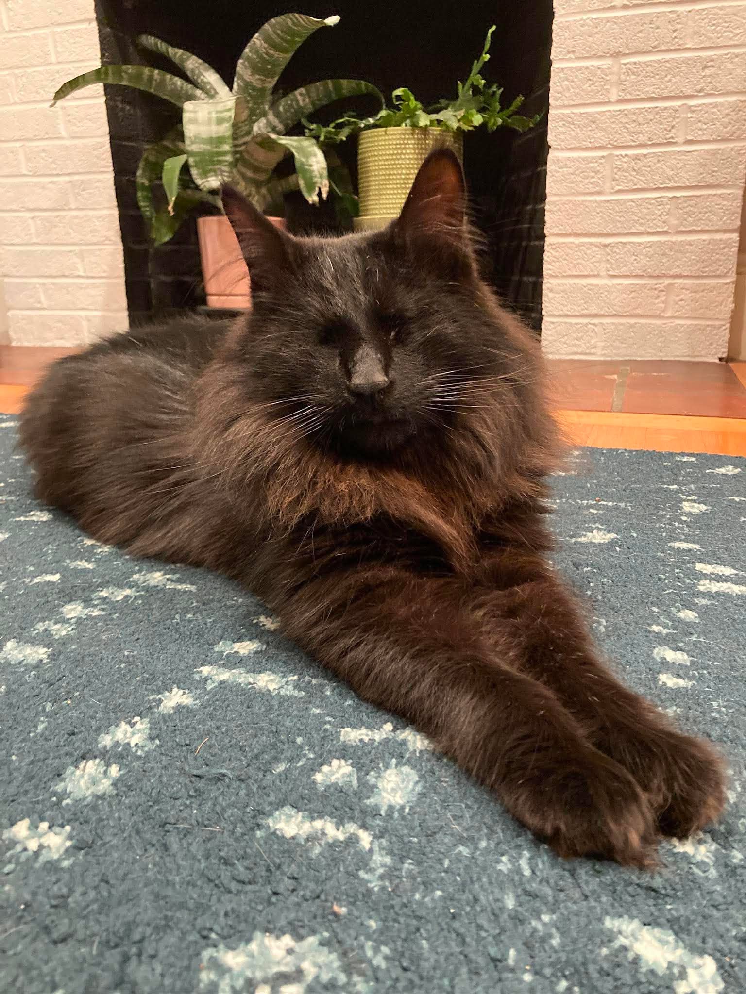 Dale, formerly Homer, relaxing in his forever home