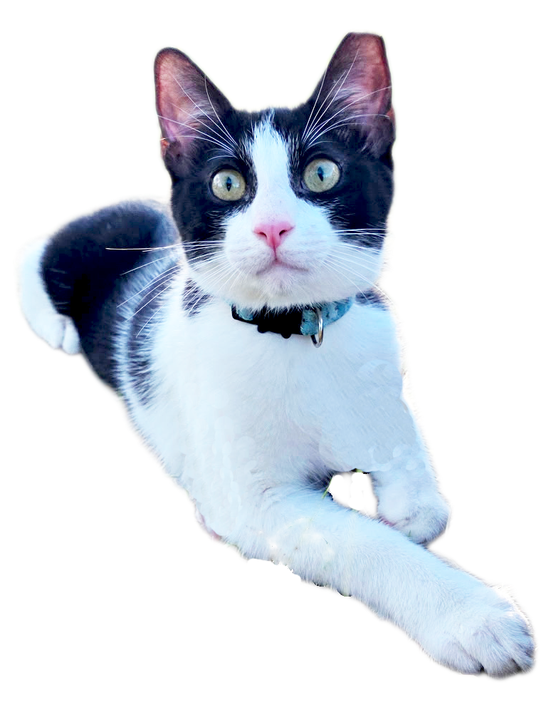 Falcon, a St. Croix community cat, on the beach