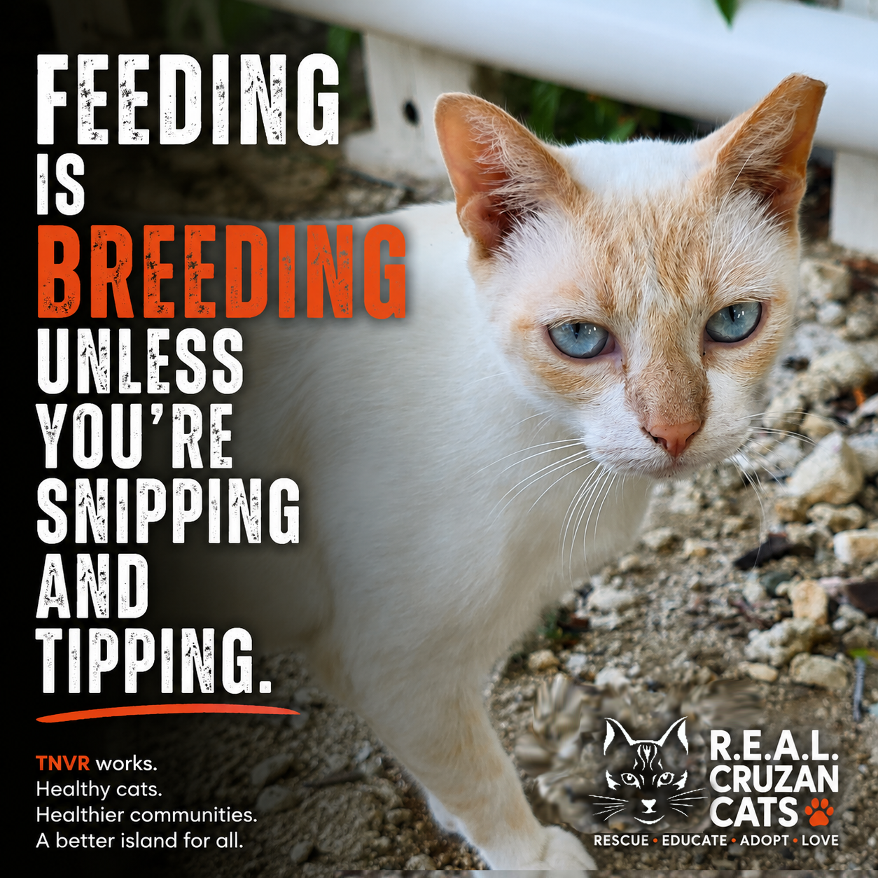 Feeding is breeding unless you're snipping and tipping — R.E.A.L. Cruzan Cats TNVR campaign graphic
