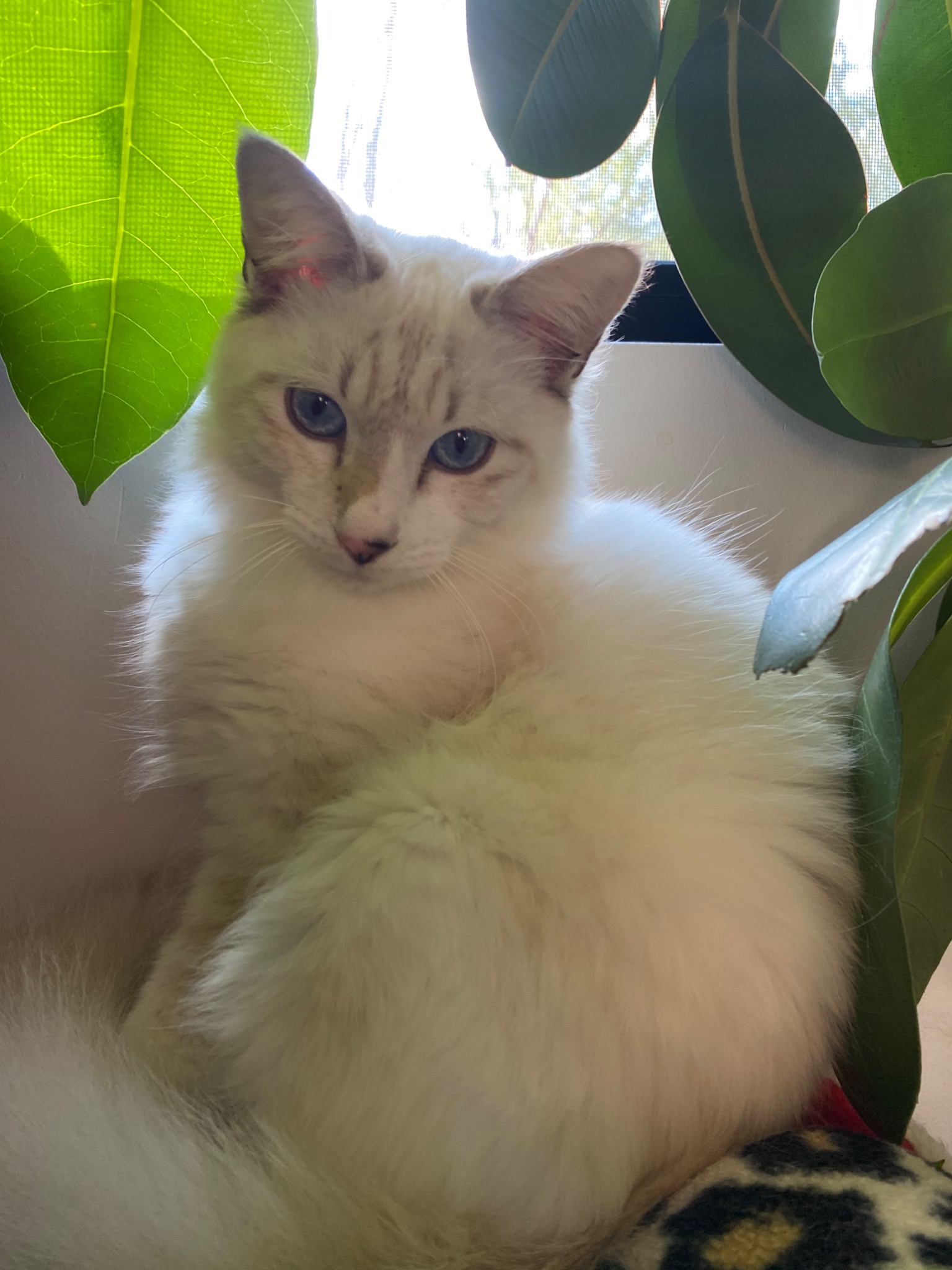 Adult RCC foster cat in a home