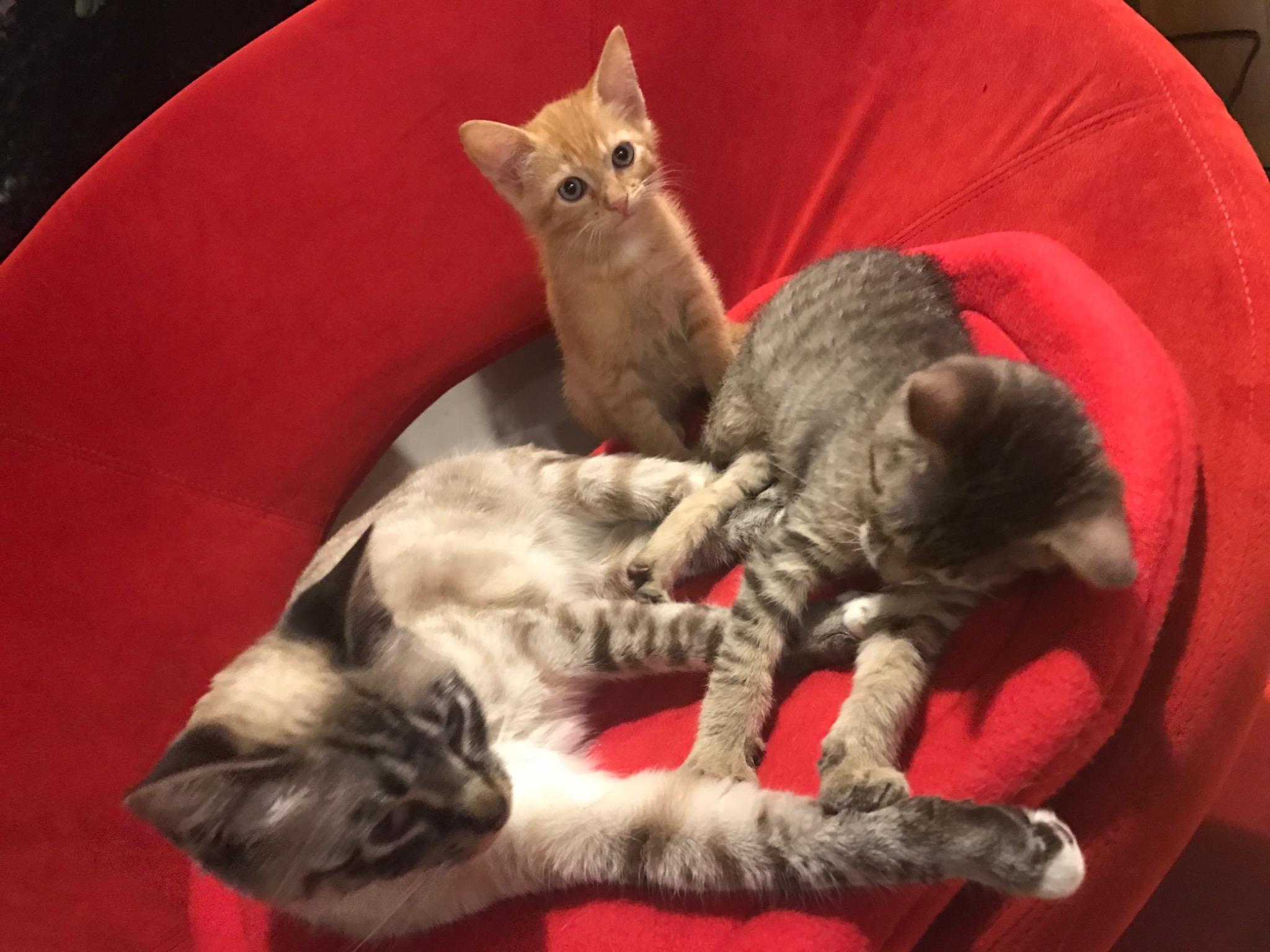 Three RCC foster kittens relaxing together in a home