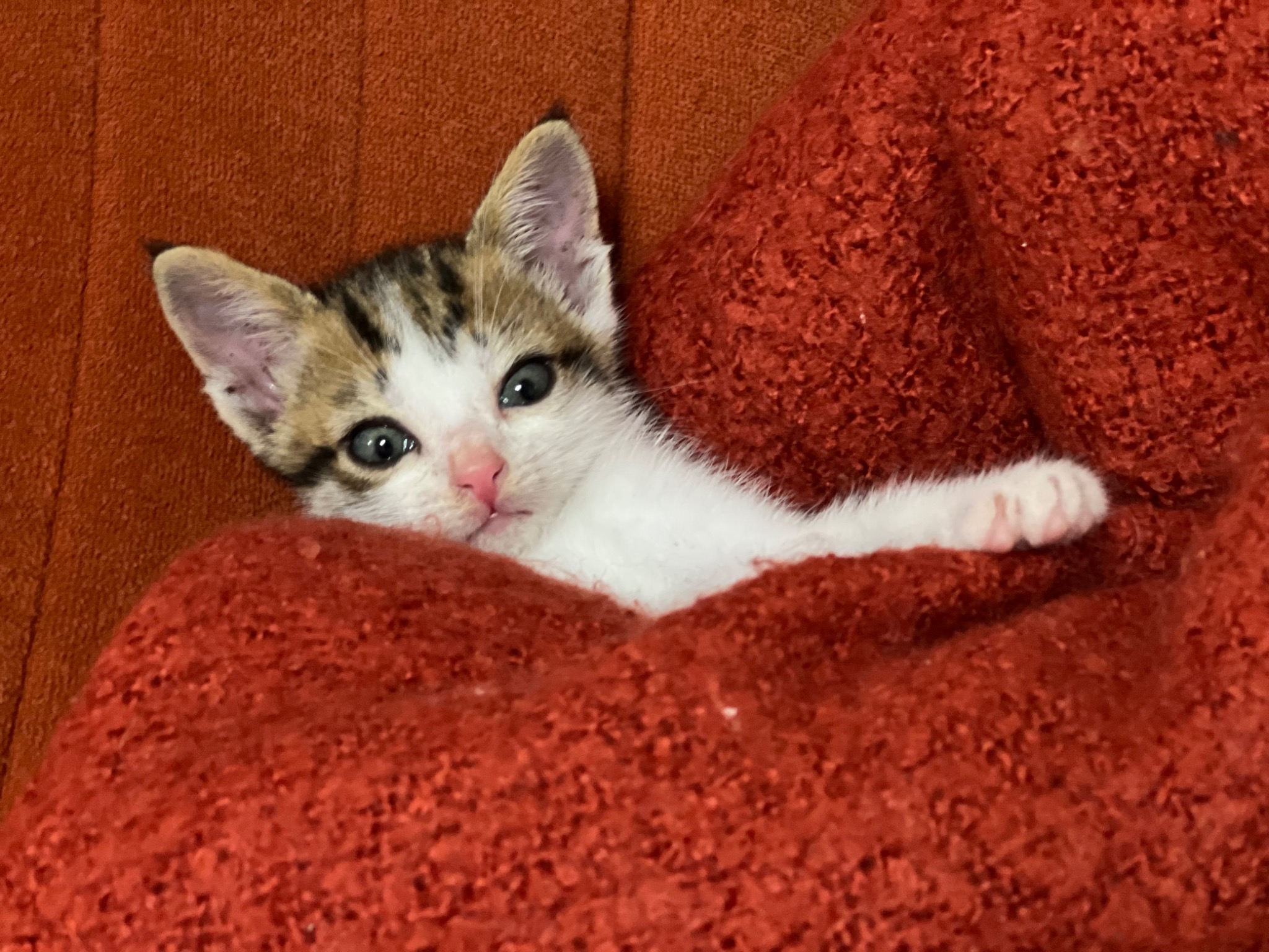 Rescued foster kitten