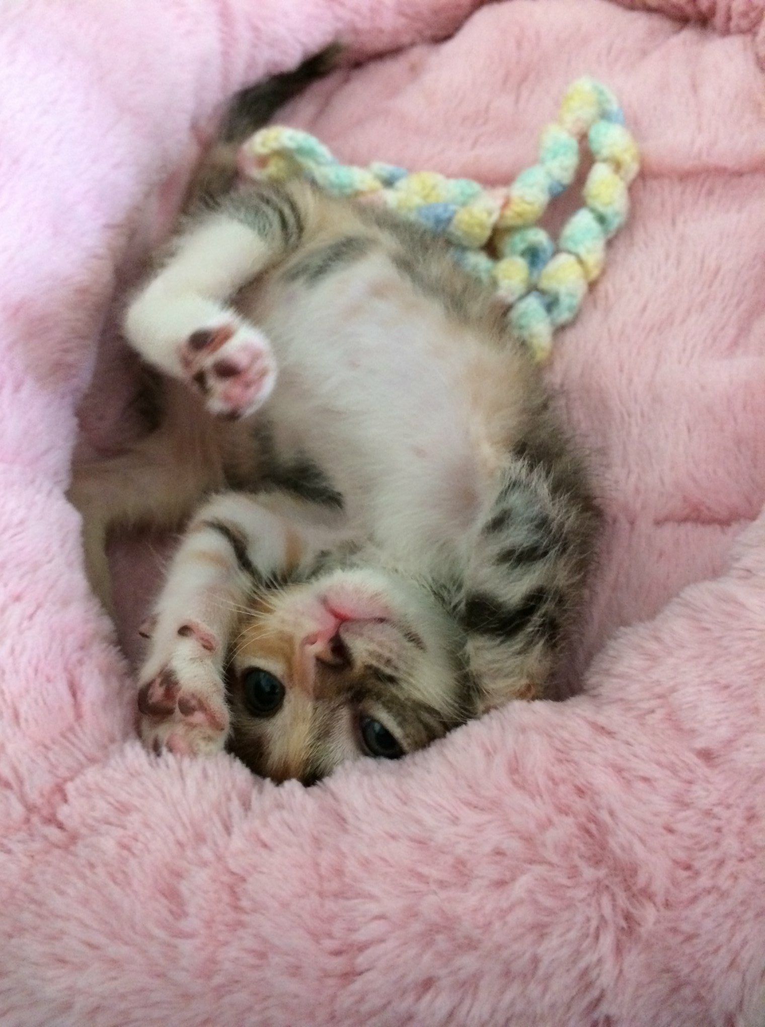 RCC foster kitten relaxing in a soft pink bed
