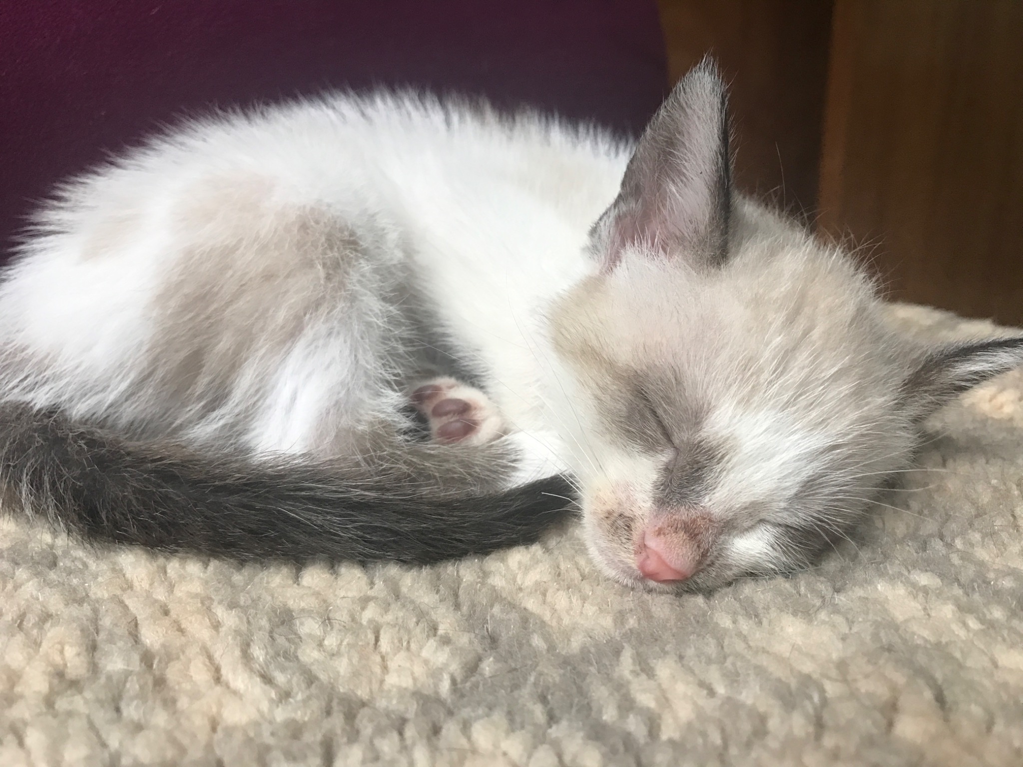 RCC foster kitten sleeping comfortably in a home