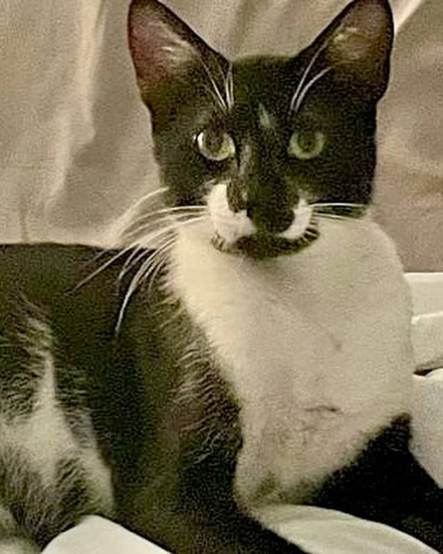 Jeffrey, a special-needs RCC cat