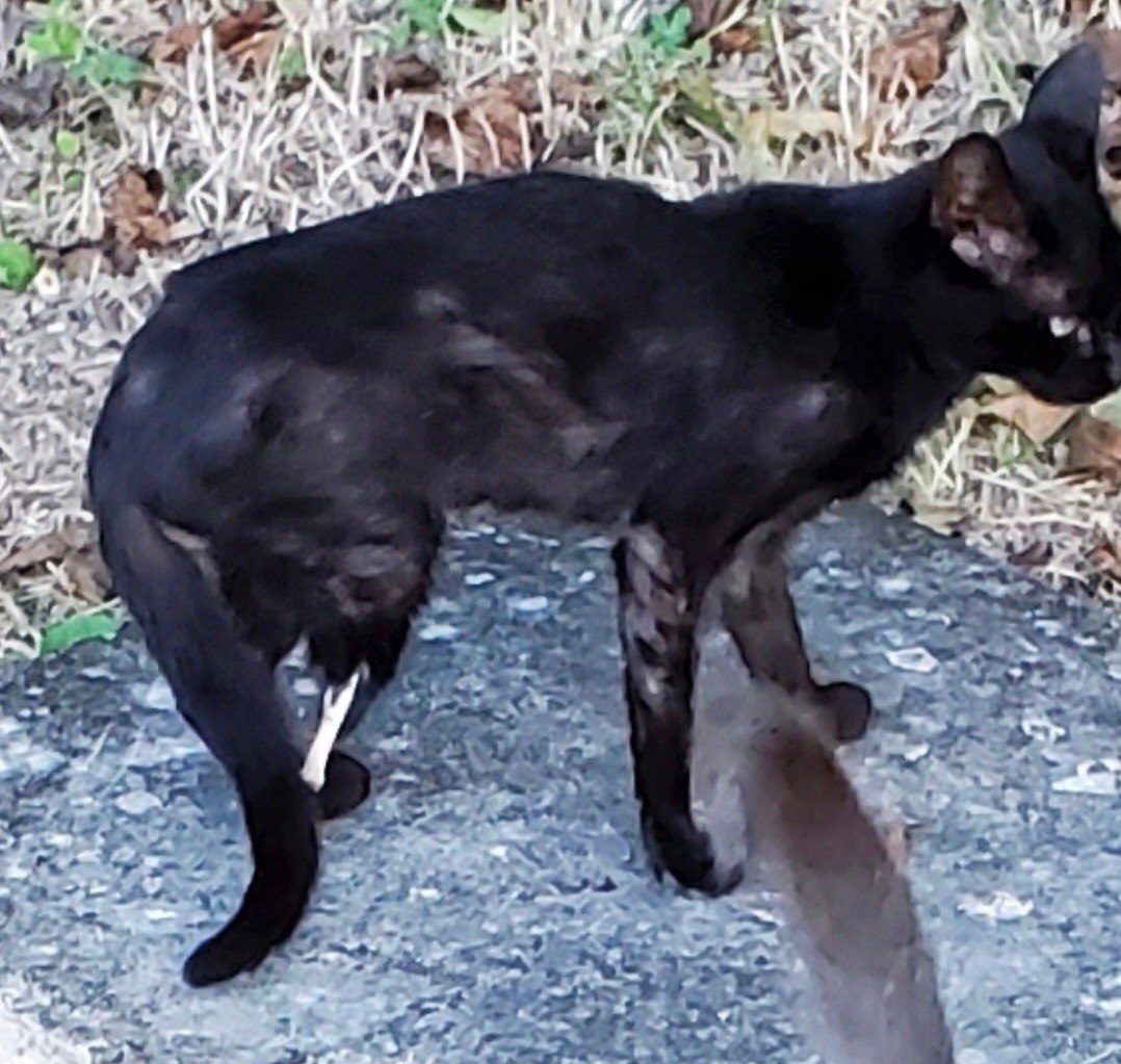 Juniper before rescue with a severe hind-leg injury