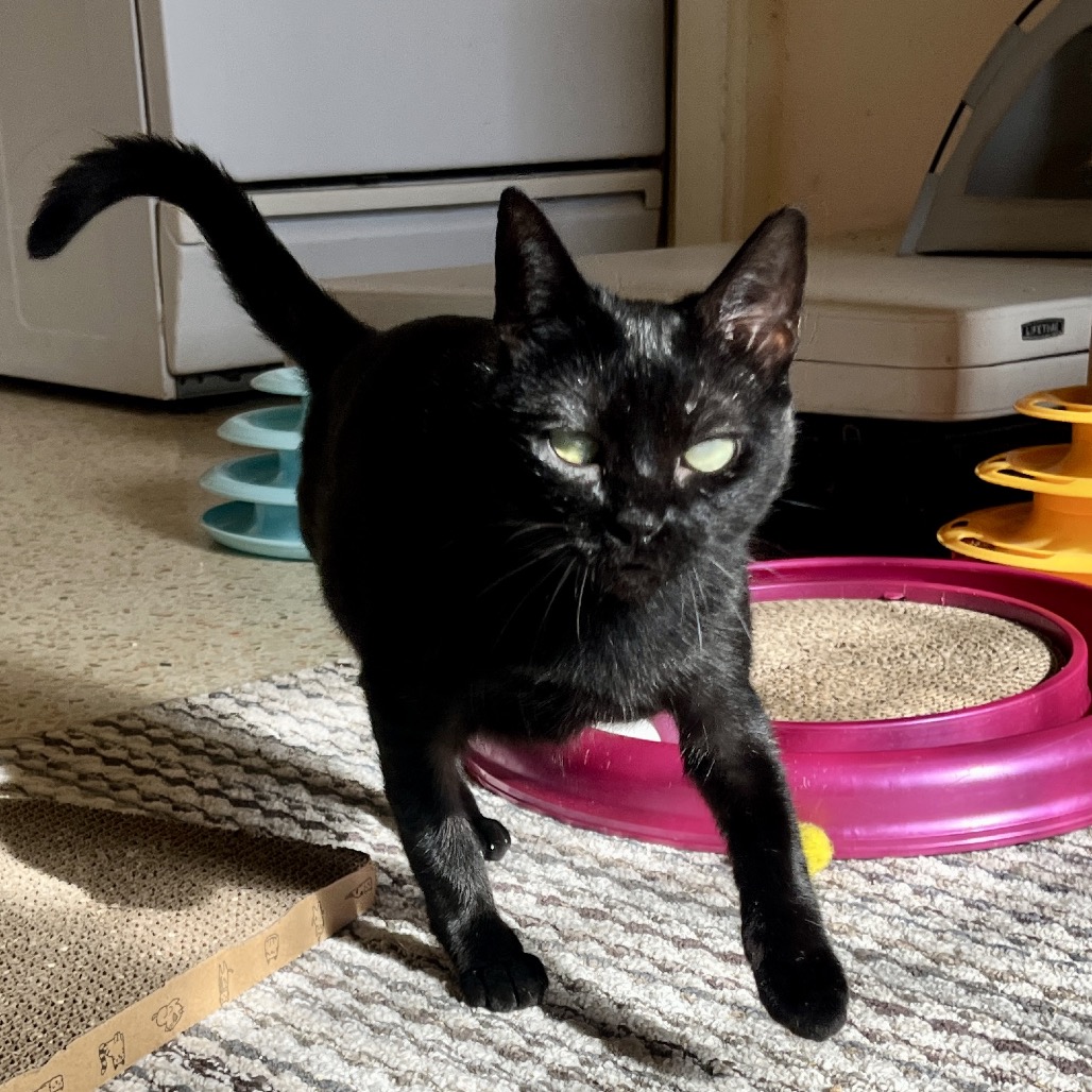 Juniper healthy and comfortable after recovery
