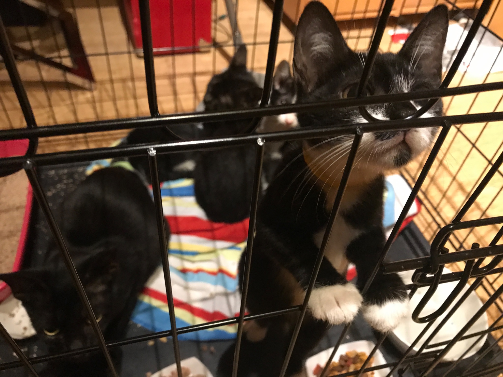 Rescued kittens safely settled after transport