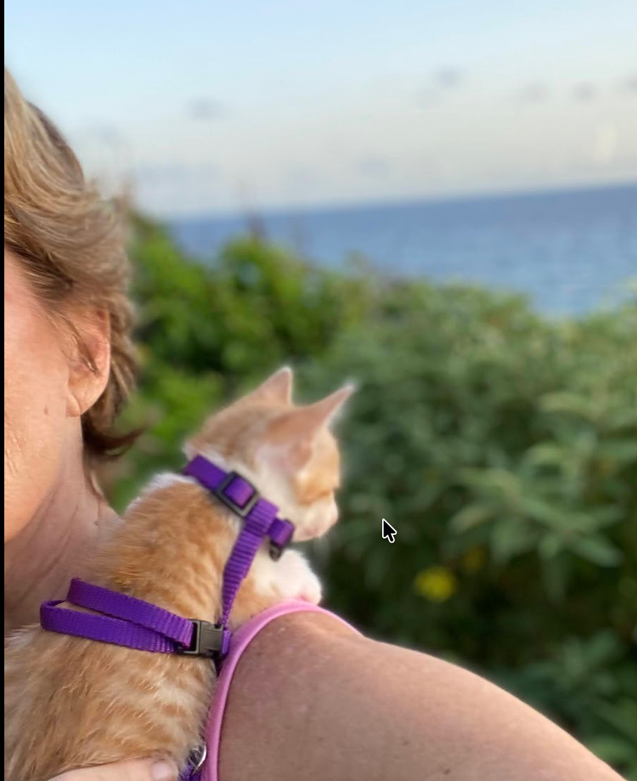 RCC foster kitten spending time with a caregiver on St. Croix
