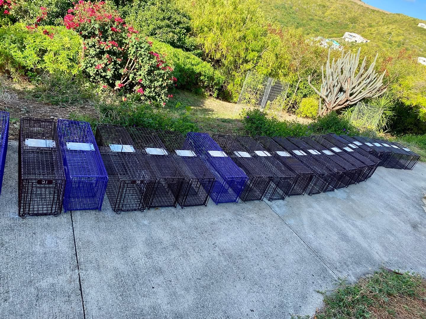 A long row of humane cat traps prepared for TNVR