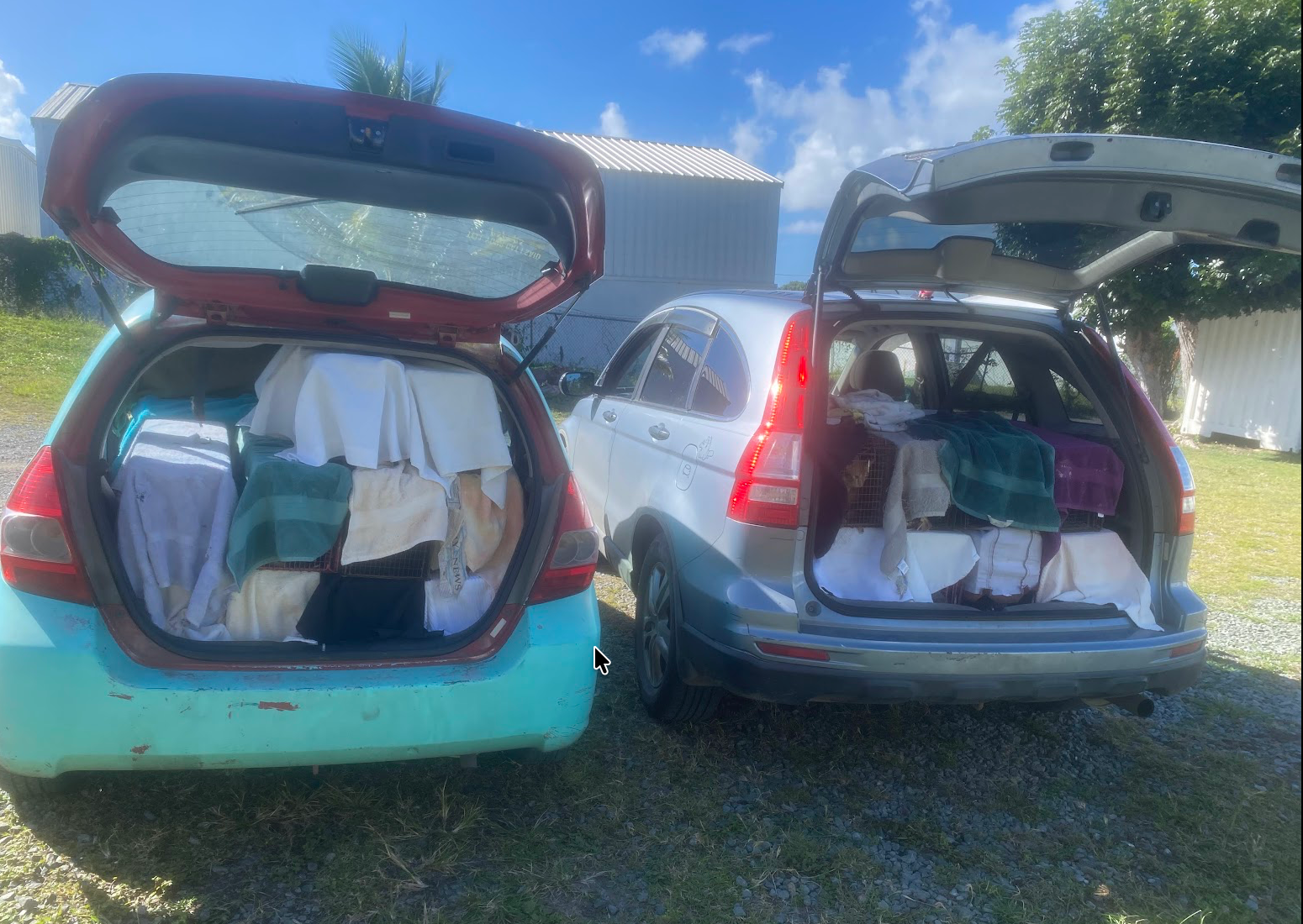 Two cars loaded with covered TNVR traps on St. Croix