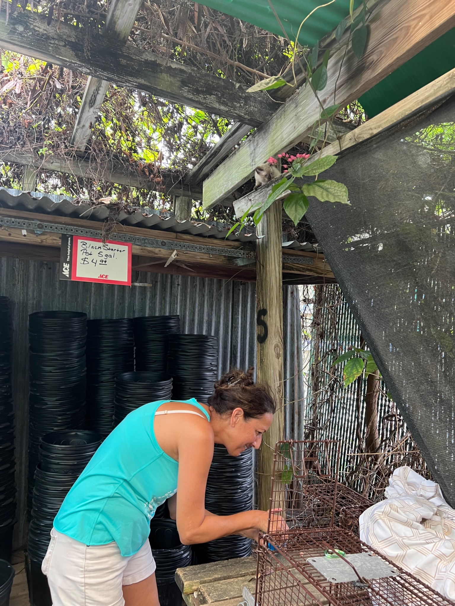Volunteer preparing a humane cat trap